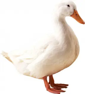 Kačka pekinská biela - Image 1